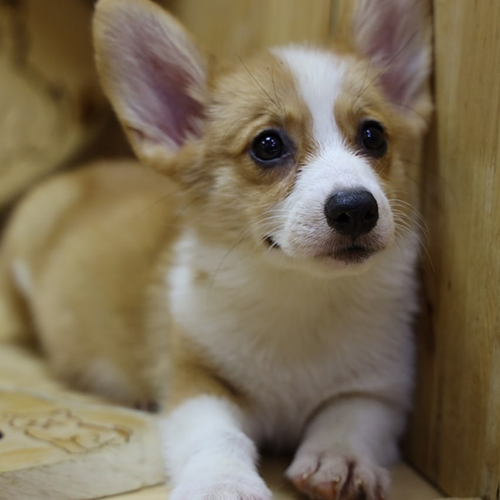 Chó Corgi 10 tháng tuổi nằm trong góc gỗ