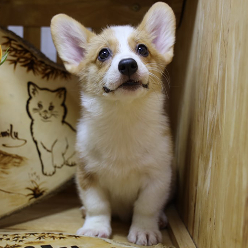 Chó Corgi đực sau khi phối giống cần được nghỉ ngơi và chăm sóc đặc biệt