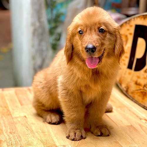 Chó Golden Retriever con lông vàng đậm ngồi trên sàn gỗ, biểu cảm dễ thương