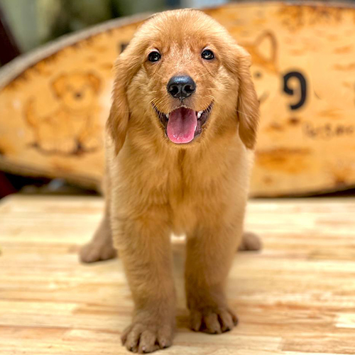 Chó Golden Retriever con màu vàng đậm đứng trên sàn gỗ với biểu cảm vui vẻ