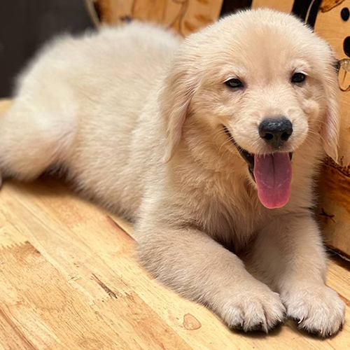 Chó Golden Retriever màu kem nằm thư giãn, thè lưỡi cười tươi trên sàn gỗ