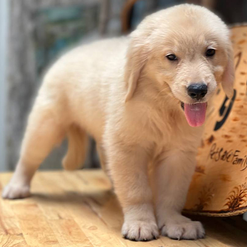 Chó Golden con đứng trên sàn gỗ, nhìn vui vẻ