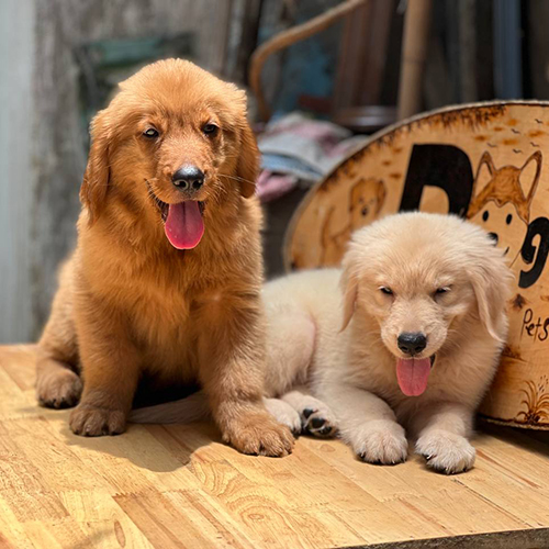 Hai chú chó Golden con nằm nghỉ trên sàn gỗ