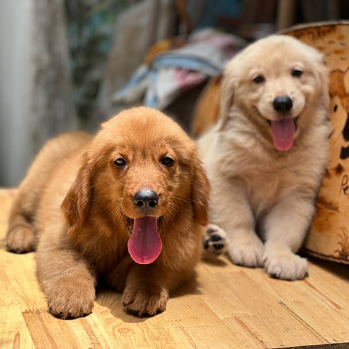 Hai chú chó Golden Retriever màu vàng đậm và vàng kem đang nằm cạnh nhau, biểu cảm vui vẻ