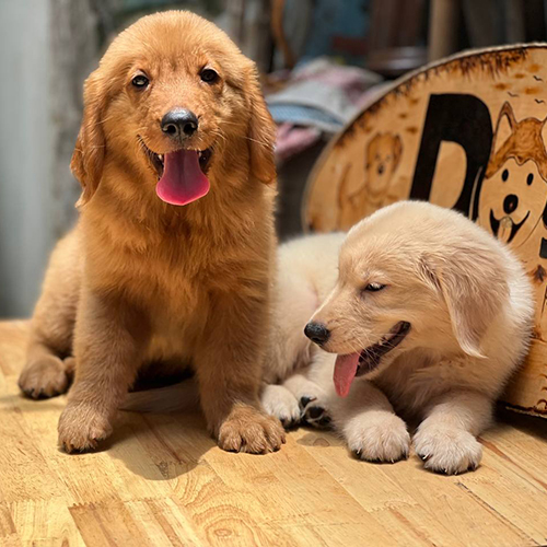 Hai chú chó Golden Retriever lông vàng và kem đang vui đùa