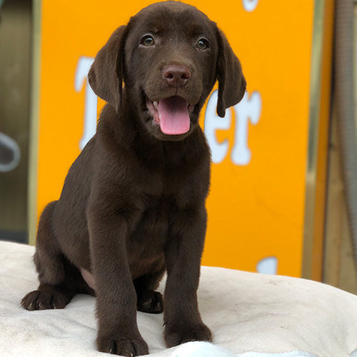 Chó Labrador màu nâu socola ngồi nhìn camera