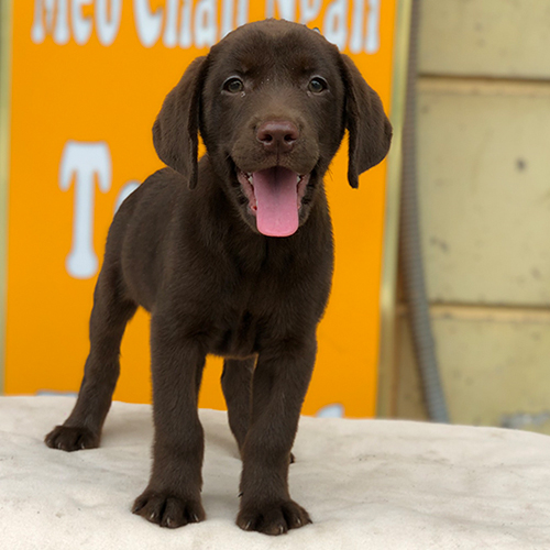 Chó Labrador Retriever màu socola đang đứng vui vẻ
