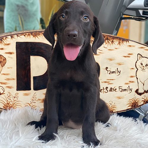 Chó Labrador nâu socola thuần chủng dễ thương