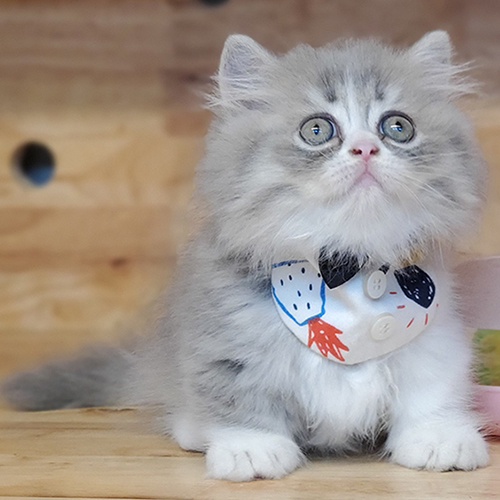 Mèo Munchkin chân ngắn lông dài bicolor đực đeo nơ dễ thương