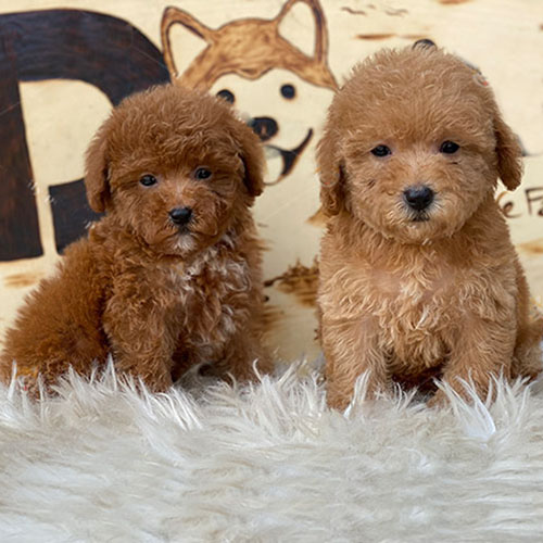 Poodle nâu đỏ và Poodle vàng mơ đáng yêu với bộ lông xoăn mềm.