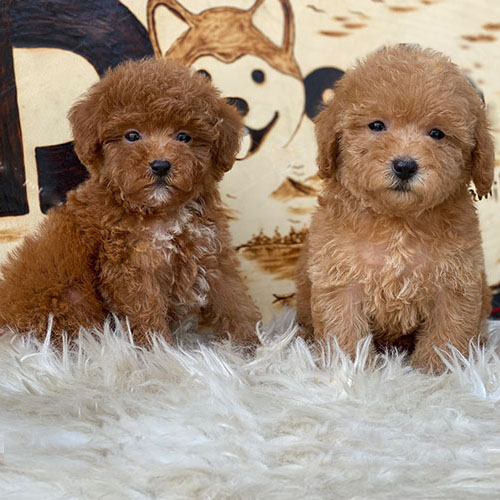 Hai chú chó Poodle con lông nâu đỏ và vàng mơ đáng yêu trên thảm trắng.