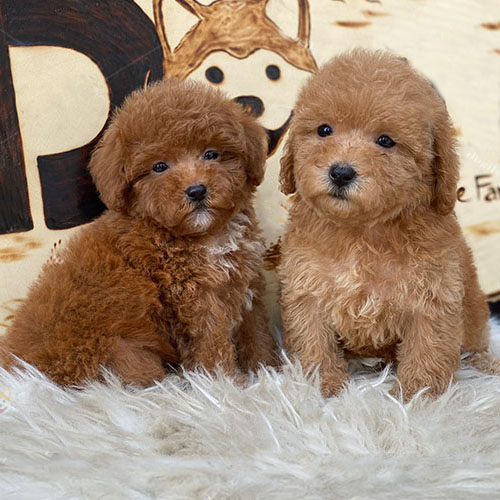 Hai bé Poodle màu nâu đỏ đáng yêu với bộ lông xoăn mượt.