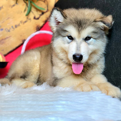 Chó Alaska xám trắng lông dày giống chó sói tuyết