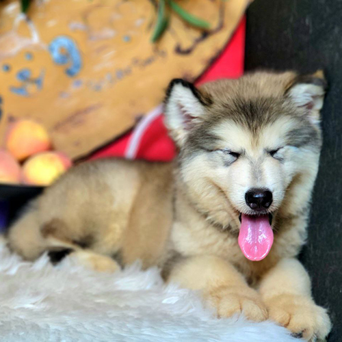 Chó Alaska xám trắng nằm nghỉ với biểu cảm đáng yêu