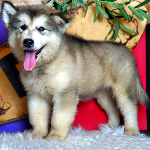 Chó Alaska dáng đứng chuẩn, lông xám trắng nổi bật