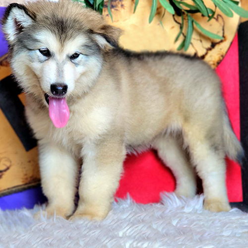 Chó Alaska Malamute con thuần chủng tại Chomeocanh.com, khỏe mạnh và dễ thương.