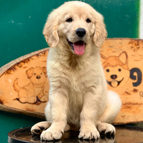 Chó Golden Retriever cái lông kem ngồi tạo dáng dễ thương