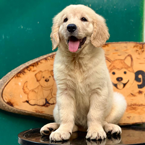 Chó Golden Retriever màu vàng kem ngồi ngoan trên bàn với biểu cảm đáng yêu