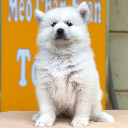 Chó Samoyed con trắng tuyết ngồi nghiêm trang
