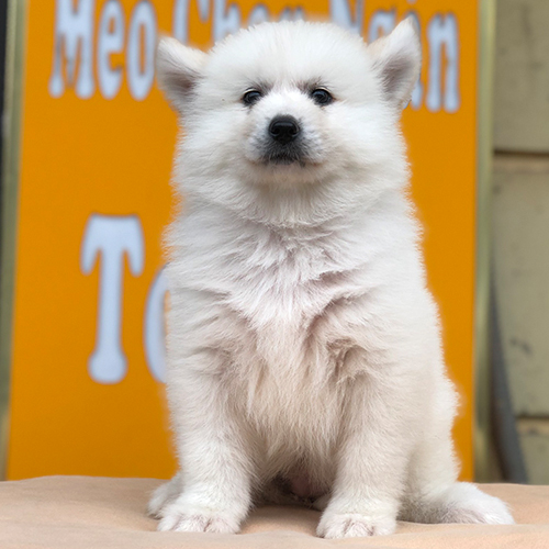 Chó Samoyed con trắng tinh, đáng yêu với bộ lông bông xù.