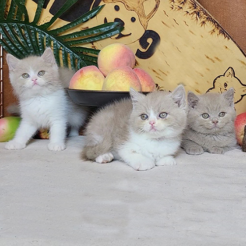 3 bé mèo Anh lông ngắn màu Fawn & Bi-Fawn, lông mềm mượt, mắt to tròn đáng yêu.