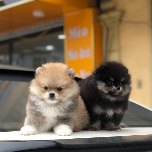 Hai chú chó Phốc Sóc thuần chủng ngồi cạnh nhau
