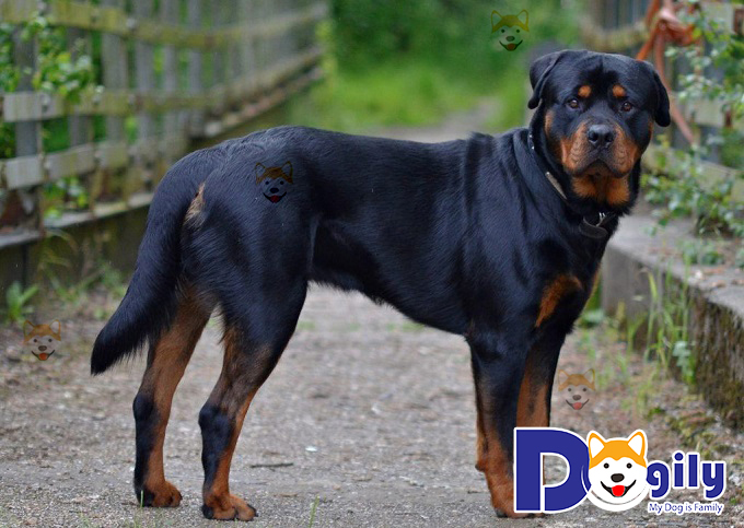 Chó rottweiler thông minh