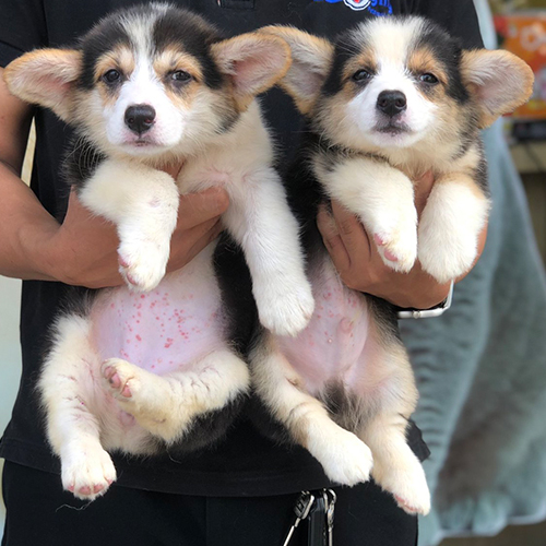 Hai chú chó Corgi đáng yêu, dễ thương, thích hợp làm avatar ấn tượng.