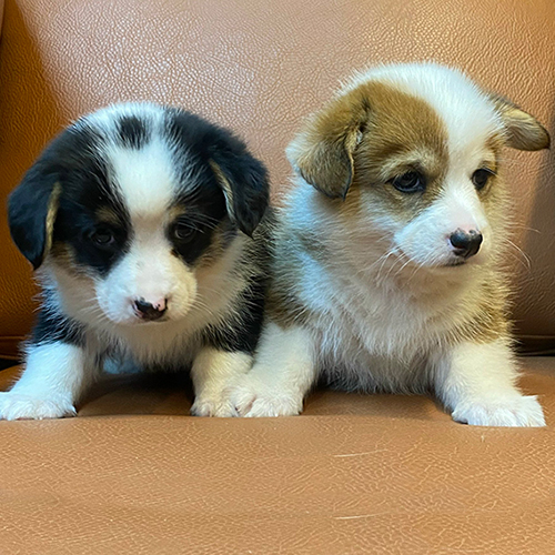 Hai chú chó Corgi chibi đáng yêu đang ngồi cạnh nhau.