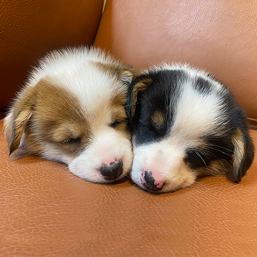 Hai chú chó Corgi con ngủ ngon trên ghế da.