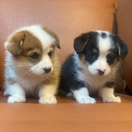 Hai bé chó Corgi con đáng yêu ngồi trên ghế sofa
