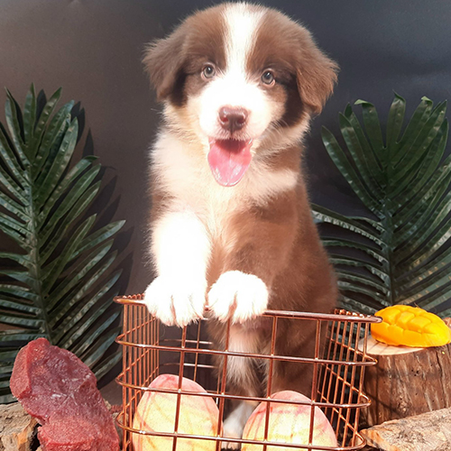 chó Border Collie nâu đỏ thuần chủng đang ngồi trong giỏ, tạo dáng dễ thương, phía trước có trái cây trang trí