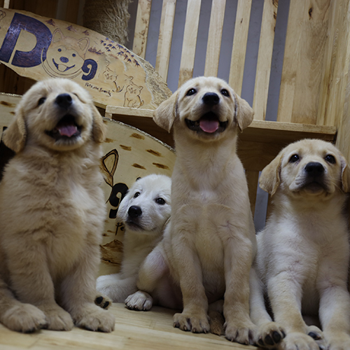 Đàn chó con Golden và Labrador đang ngồi trong chuồng gỗ