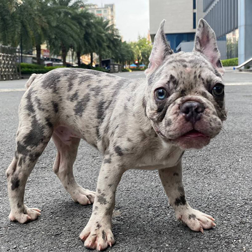 Chó Bull Pháp nhập khẩu châu Âu màu Blue Merle cực độc đáo