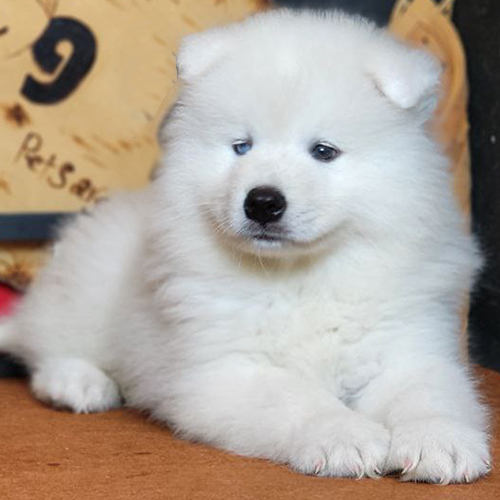 Chó Samoyed con nằm yên lặng, phù hợp để bắt đầu huấn luyện cơ bản
