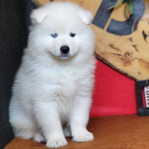 Chó Samoyed con ngồi yên, lông trắng dày và bồng bềnh
