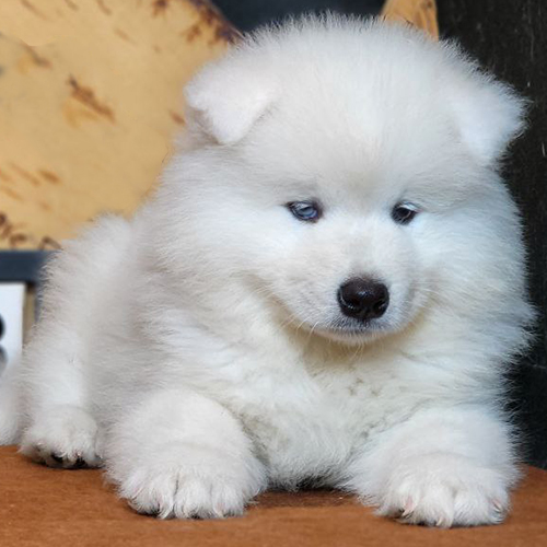 Chó Samoyed con 3 tháng tuổi với bộ lông trắng mịn đang nằm nghỉ ngơi
