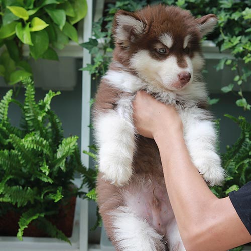 Chó Alaska con màu nâu đỏ được bế trước nền cây xanh
