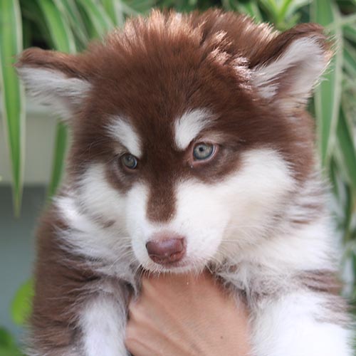 Chó Alaska con thuần chủng lông nâu trắng được bế trên tay