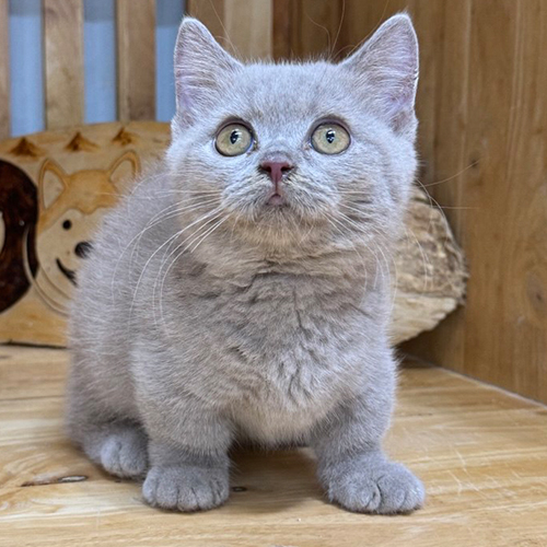 Mèo Munchkin lilac chân ngắn với bộ lông mềm mượt và đôi mắt xanh xám đáng yêu.