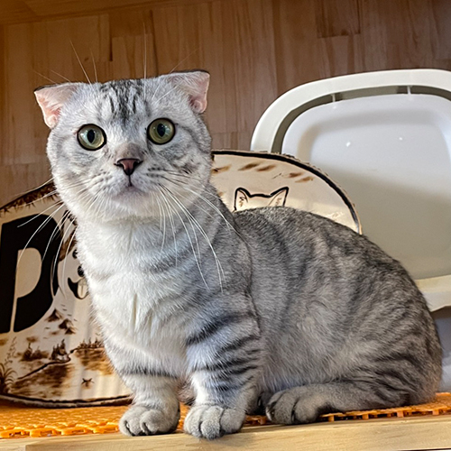 Mèo Munchkin chân ngắn Silver Tabby trưởng thành với bộ lông vân sọc đẹp mắt.