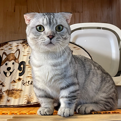 Mèo Munchkin Scottish chân ngắn tai cụp màu silver tabby trưởng thành