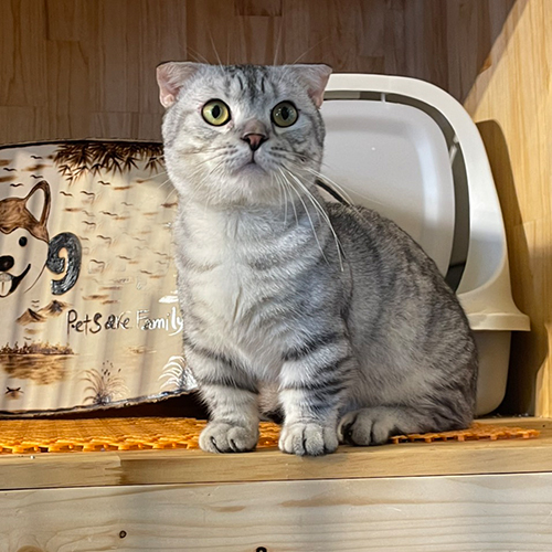 Mèo Anh lông ngắn chân ngắn tai cụp màu silver tabby ngồi trên kệ gỗ