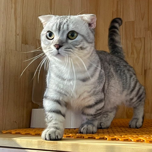 Mèo Munchkin chân ngắn silver tabby đực trưởng thành quý hiếm