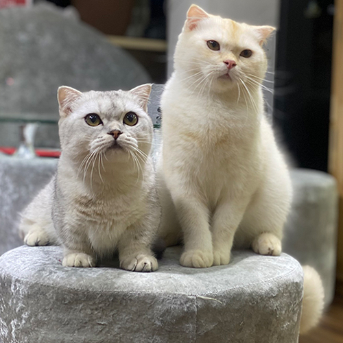 Cặp đôi mèo Munchkin Silver và Anh Lông Ngắn hồng phấn đáng yêu
