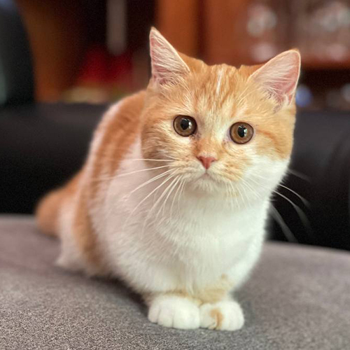 Mèo Munchkin chân ngắn Red Tabby Bicolor với bộ lông cam trắng