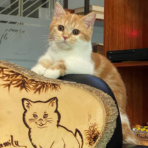 Mèo Munchkin chân ngắn màu red tabby bicolor đáng yêu