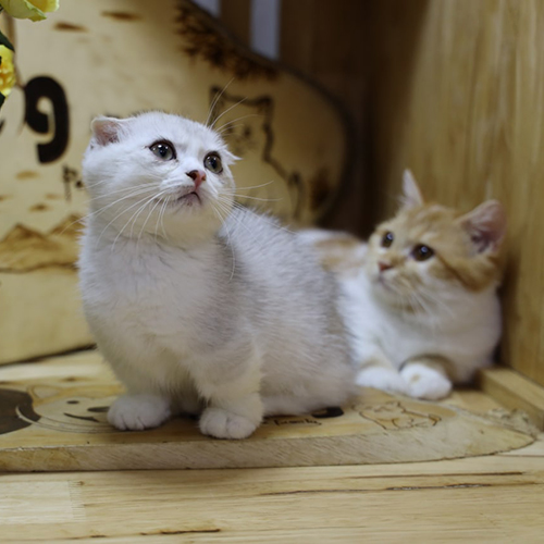 Hai chú mèo Munchkin nhỏ đang nằm trên sàn gỗ trong không gian ấm áp.