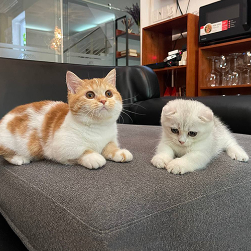 Hai chú mèo Munchkin nằm trên ghế sofa trong không gian phòng khách.