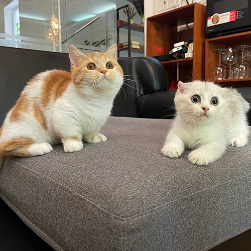 Hai chú mèo Munchkin chân ngắn màu Silver và Red Tabby Bicolor đáng yêu.